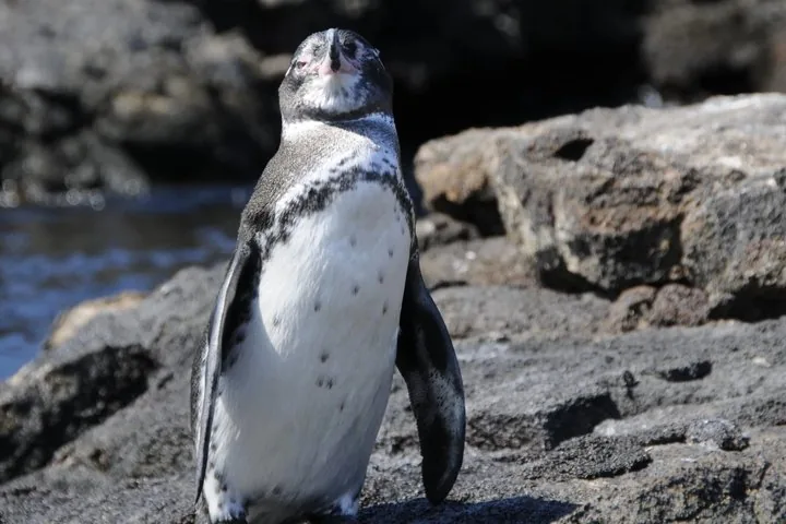 Ein Galapagos-Pinguin, der aufrecht auf dunklen Vulkanfelsen nahe dem Wasser steht.