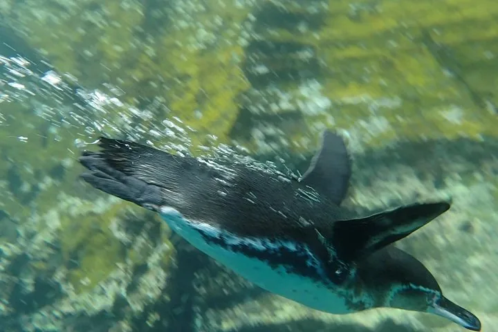 Ein Galapagos-Pinguin, der schnell unter Wasser schwimmt und eine Spur von Blasen hinterlässt.