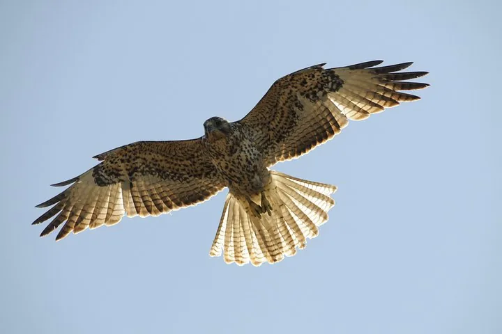 Ein Galapagos-Bussard, der mit voll ausgebreiteten Flügeln vor einem klaren blauen Himmel kreist.