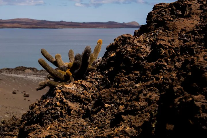Ein Lavakaktus, der aus rauem, dunklem Vulkangestein in Meeresnähe wächst.